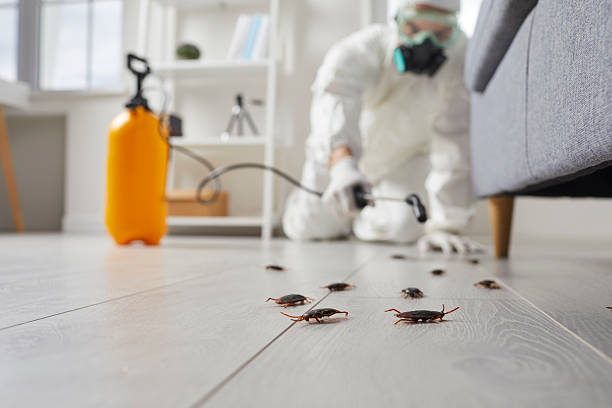 Commercial Kitchen Cockroach Control in Poteet